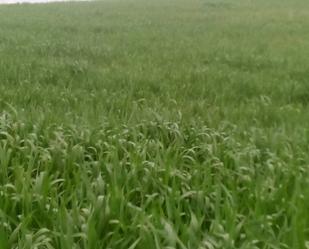 Land for sale in Valenzuela