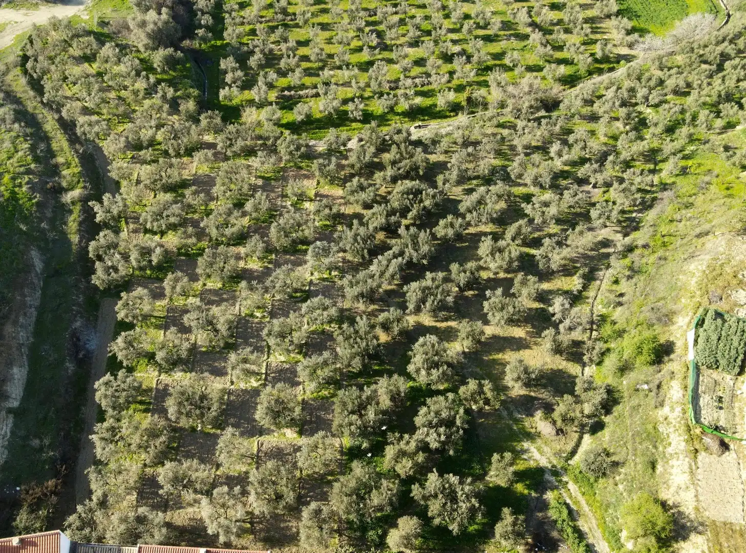 Terreno rustico in vendita a Urbanizacion PAGO VIÑA DEL REY, imagen 2