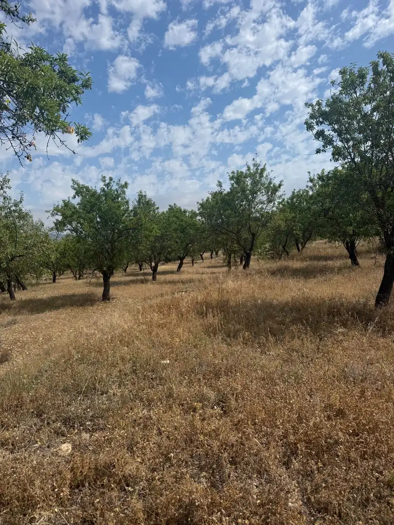 Terrenys i solars en venda a Biar, imagen 2