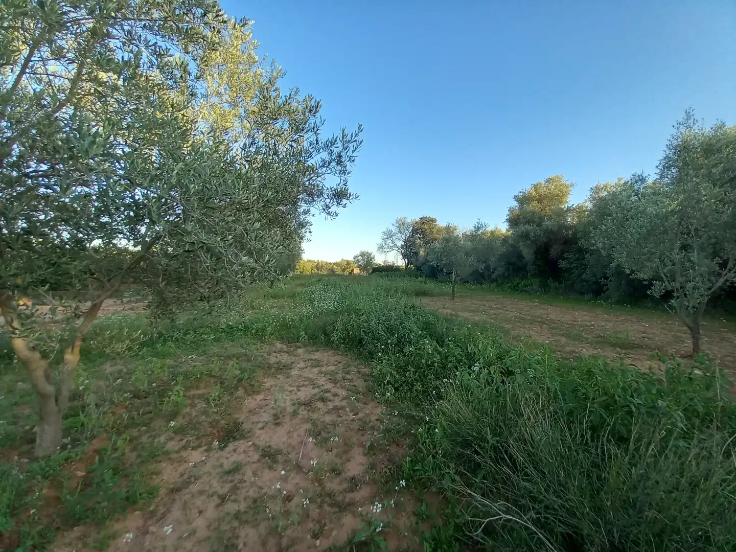 Terreny rústic en venda a Càlig, imagen 4