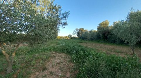 Finca Rústica de Regadío, immagine 4
