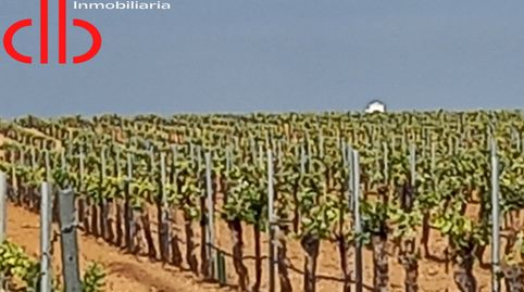 FINCA DE 14 HA DE VIÑA EN ESPALDERA DE RIEGO TOMELLOSO, immagine 5