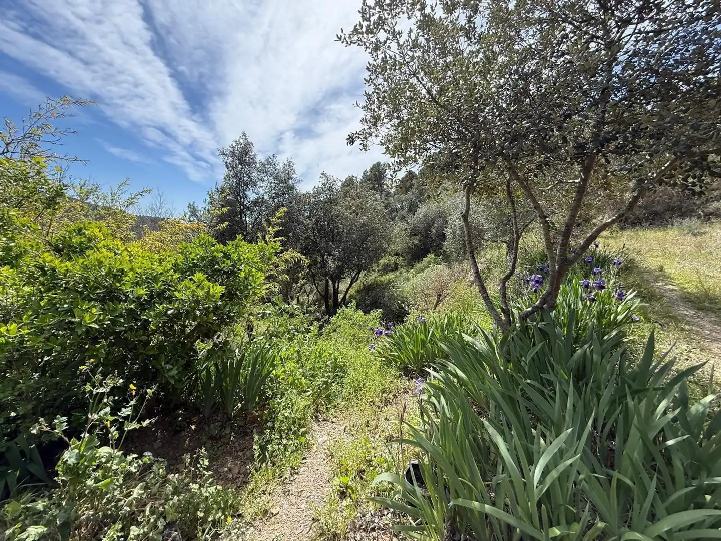 Maison avec jardin à vendre à Riudecols, imagen 8