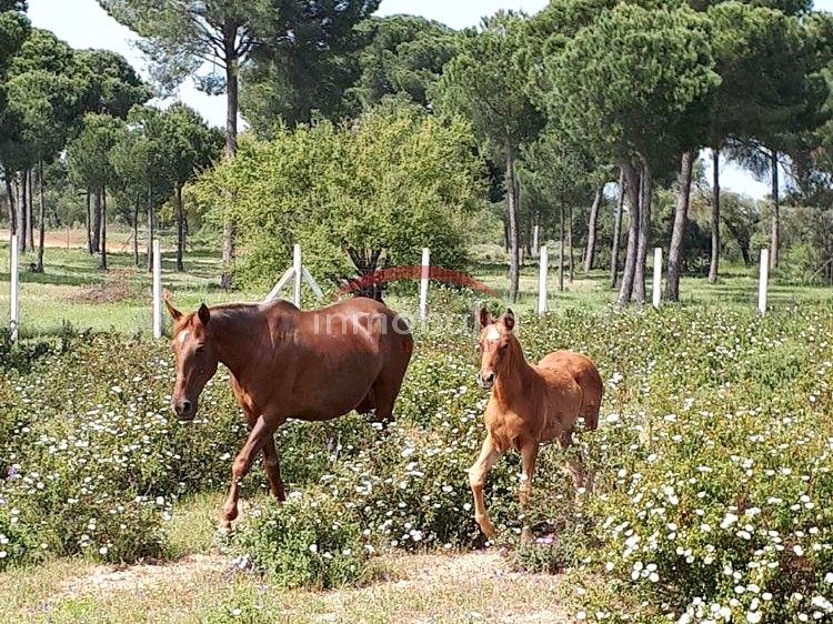 Außenansicht von Grundstücke zum verkauf in Villamanrique de la Condesa