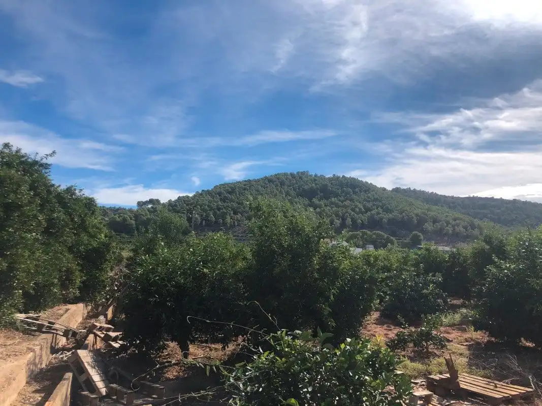 Terreny rústic en venda a Palma de Gandia, imagen 17
