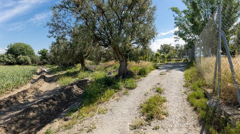 SUELO RÚSTICO EN LA PARCELA DE RÍO DILAR, imatge 4