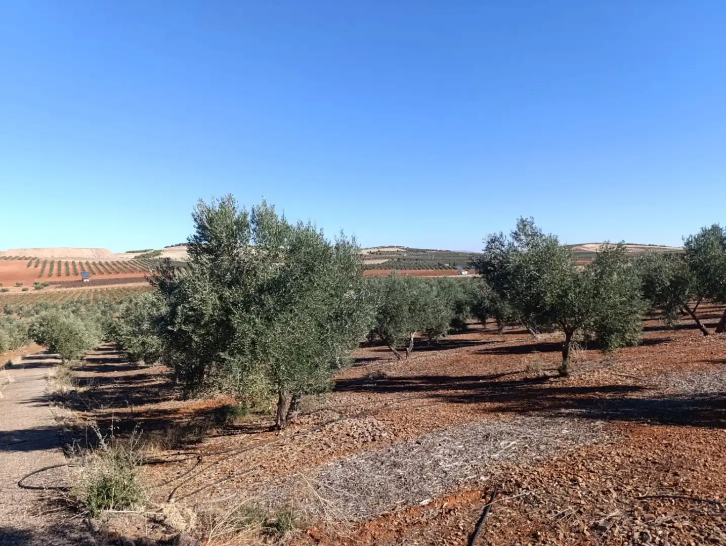 Casa rústica en venda a Valdepeñas, imagen 28