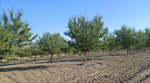 OFERTA DE FINCA RUSTICA CON ALMENDROS y CON AGUA POZO DECLARADO, immagine 4