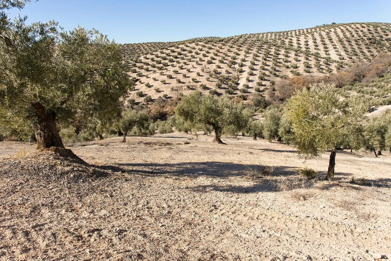 Terreni e lotti in vendita a Poligono 2 parcela 276 y 409