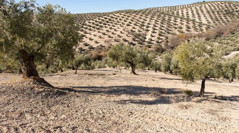 Campotejar. Se vende finca de olivos con una superficie de más de 13 Ha