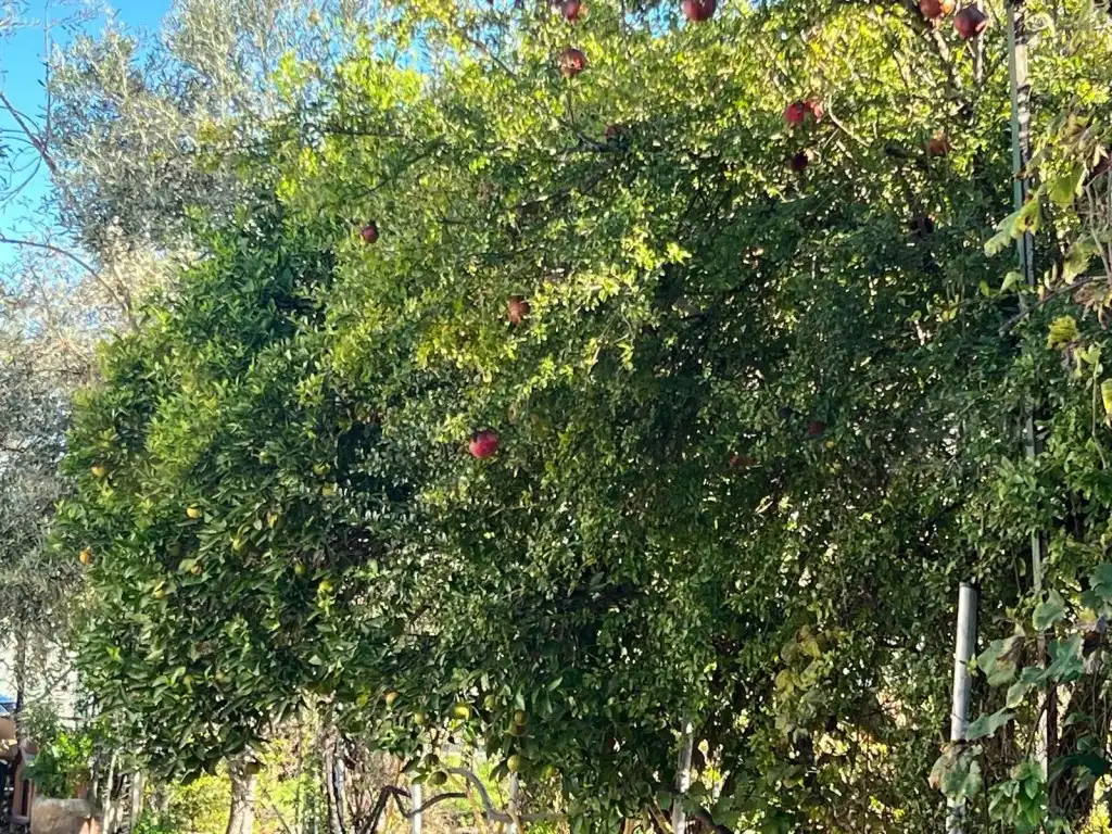 Vista exterior de Finca rústica en venta en Jerez de la Frontera