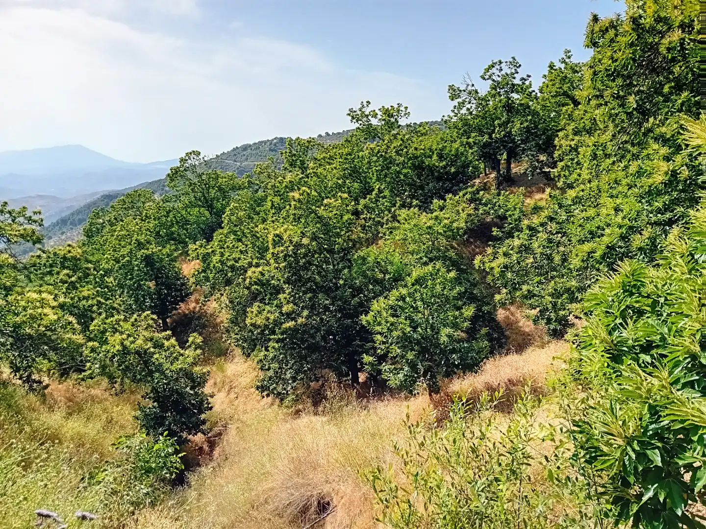 Terreno rústico en venta en Yunquera