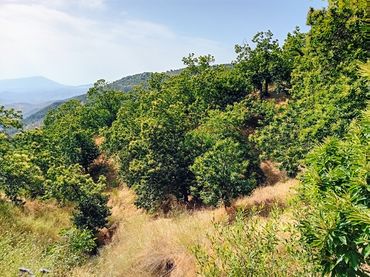 Terreno rustico in vendita a Yunquera