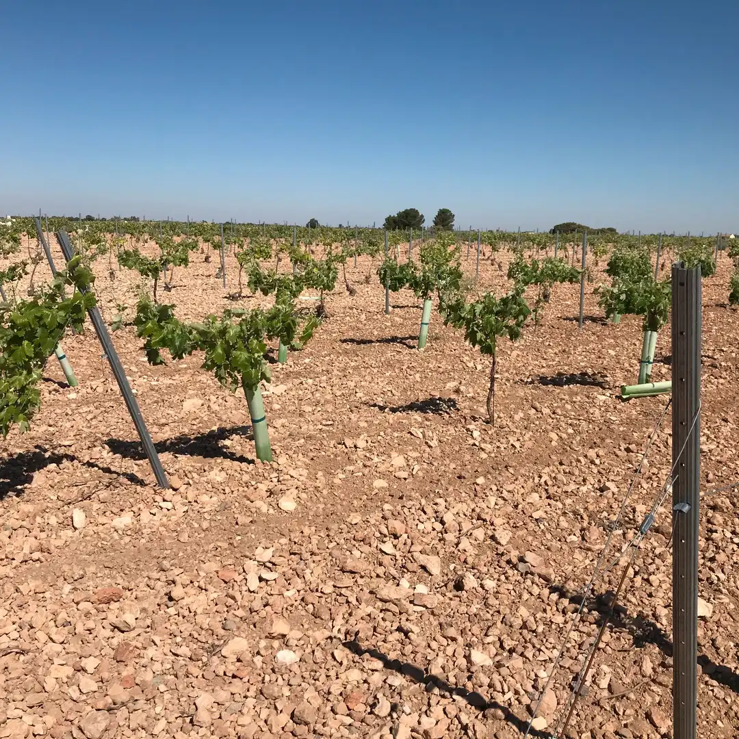 Terrenys i solars en venda a Mota del Cuervo, imagen 5