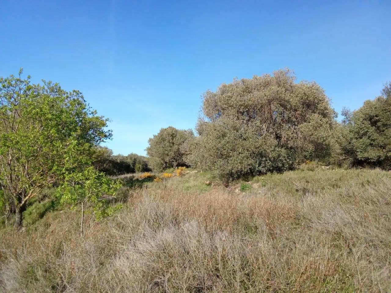 Terreno en venta en Alfántega