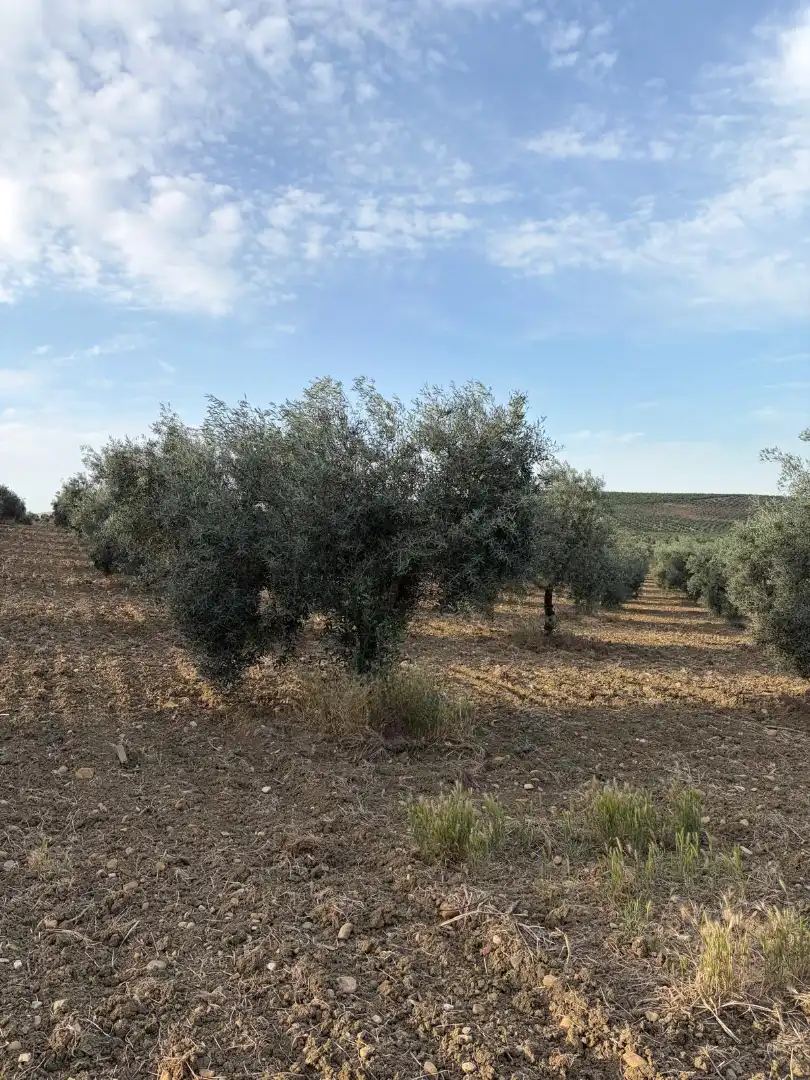 Terreny rústic en venda a Santaella, imagen 6
