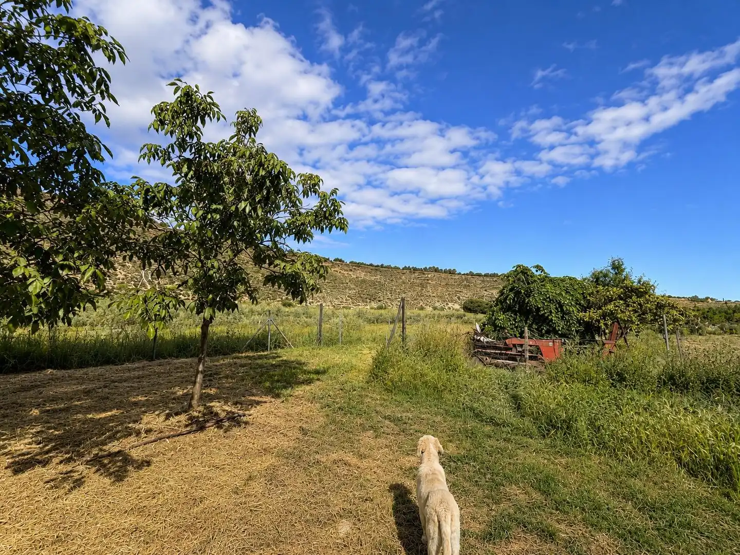Finca rústica en venta en Monachil pueblo