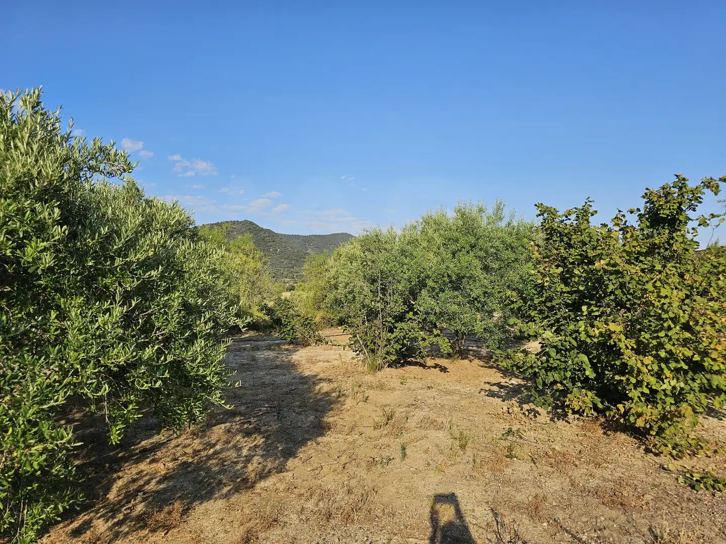 Terrain rustique à vendre à Alforja, imagen 27
