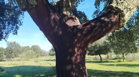 Excelente Finca Mixta Lista para Explotación Inmediata en Alburquerque!, immagine 2