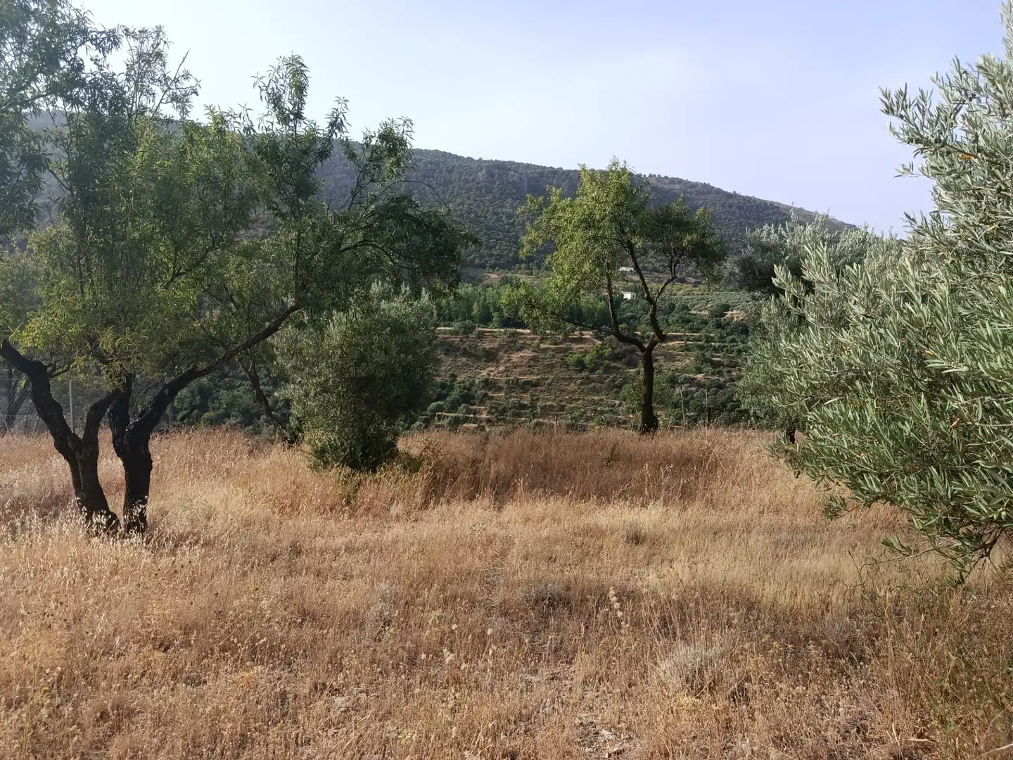 Terreni e lotti in vendita a Cogollos de la Vega