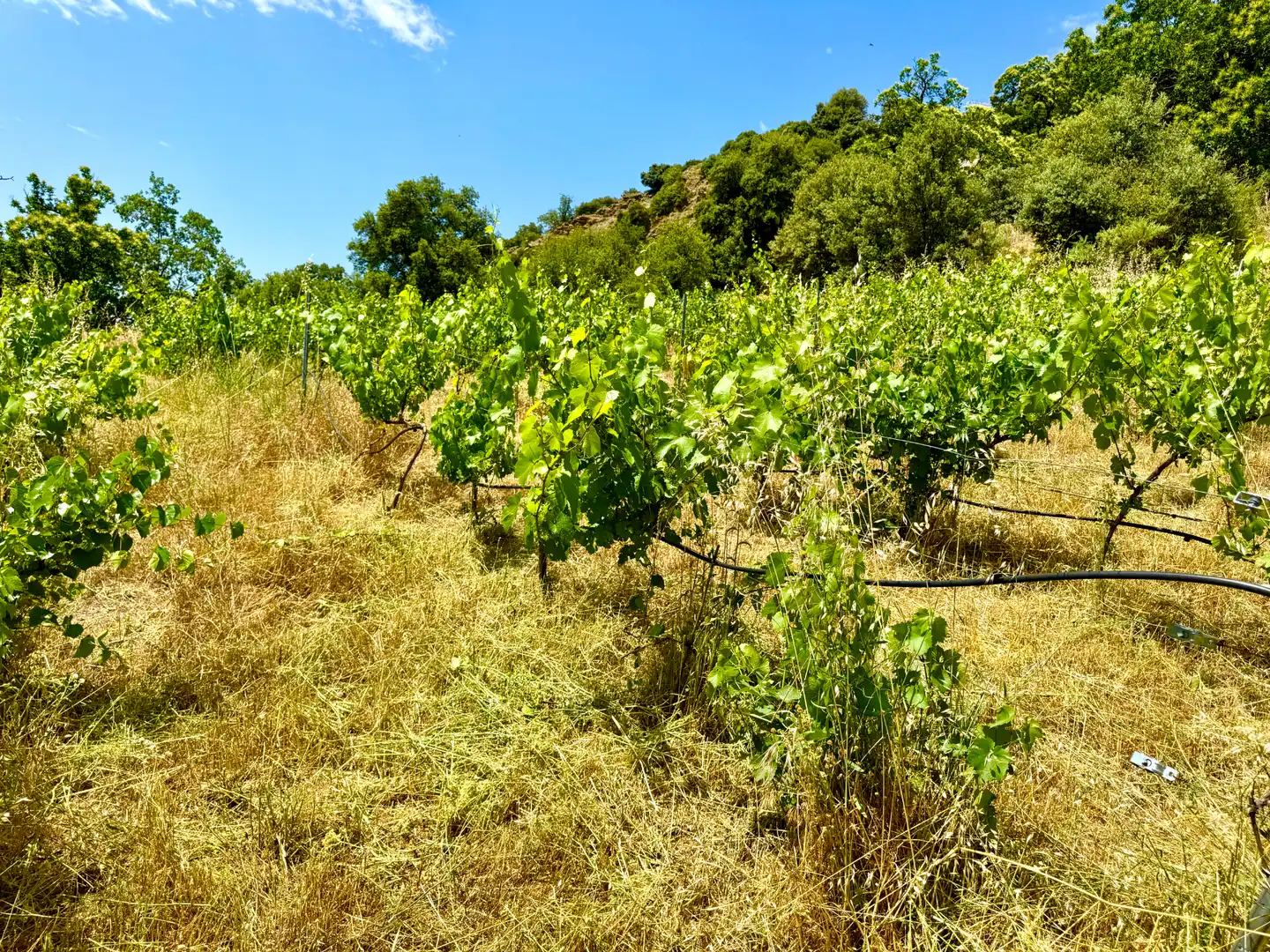 Terreni e lotti in vendita a Alpujarra de la Sierra, imagen 14