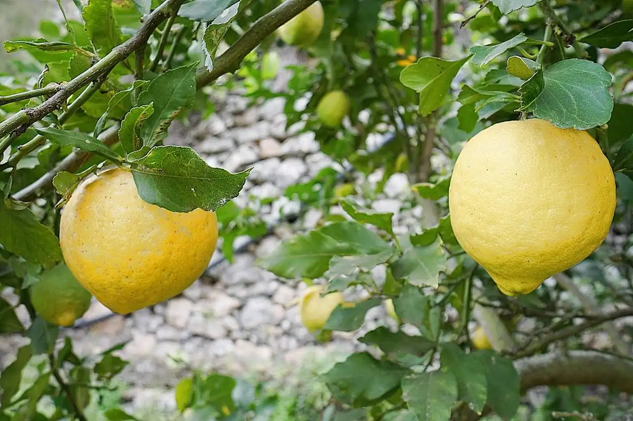 Jardí de Finca rústica en venda en Teror amb Jardí privat i Terrassa