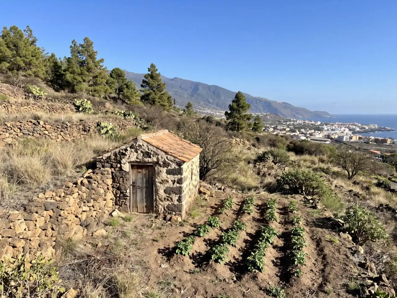Rural land for sale in Camino Montesinas, imagen 6