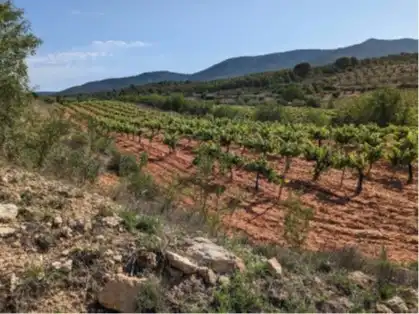 Terrain rustique à vendre à Requena, imagen 15
