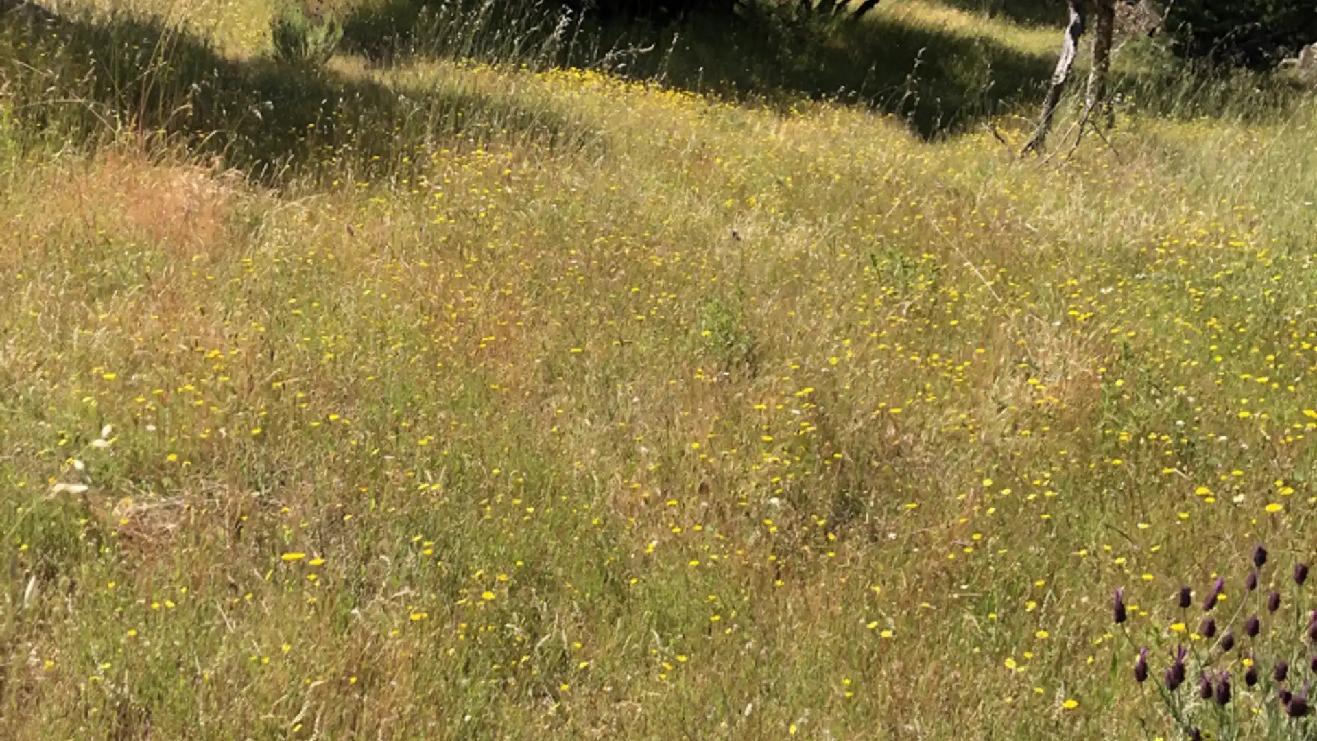 Jardín de Terreno en venta en Cenicientos