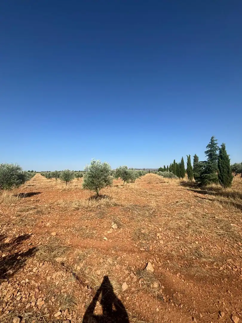 Rural land for sale in Valdepeñas, imagen 5