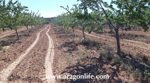 Finca con riego a goteo en Fabara. 16.135m2. 35.000€, immagine 2