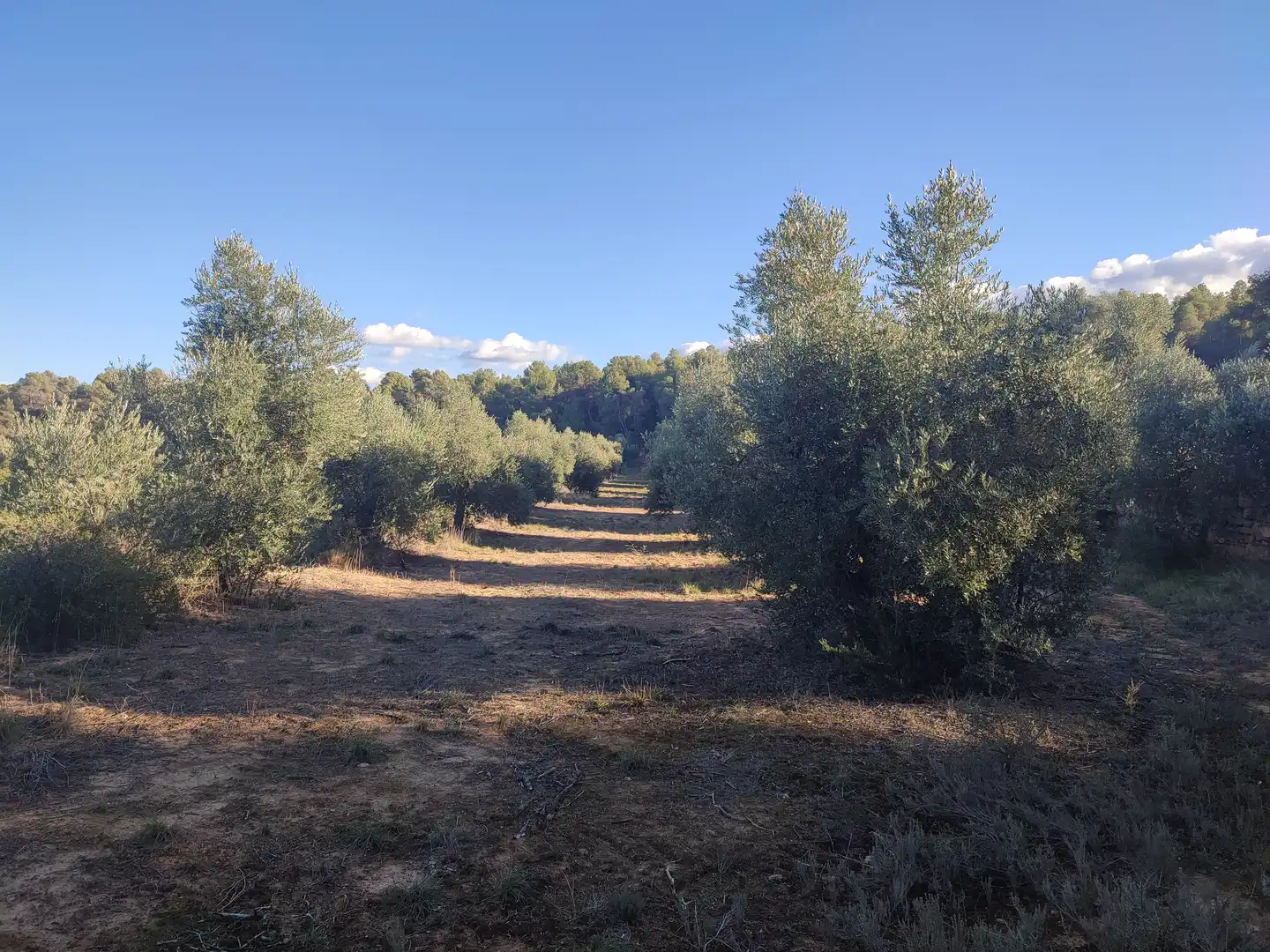 Terreno rústico en venta en L'Albagés