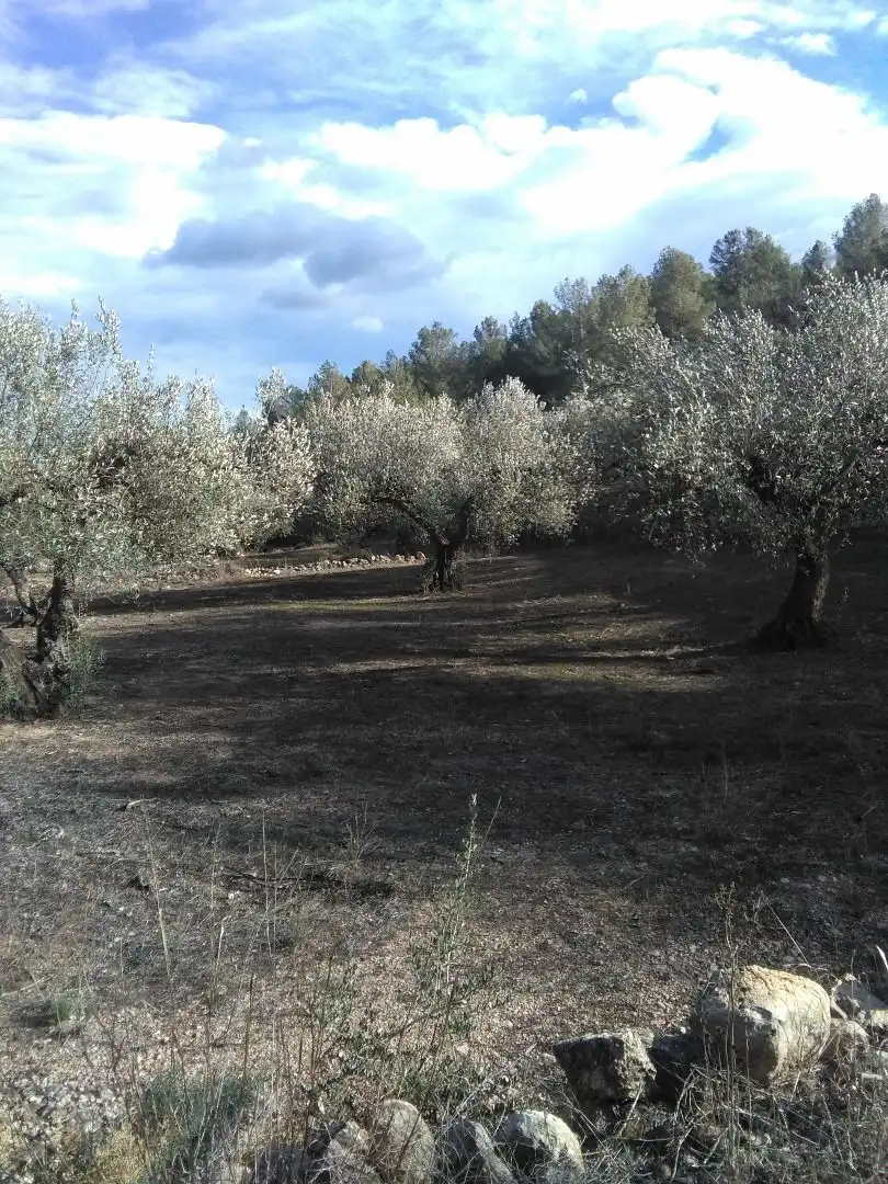 Country homes for sale in El Pinell de Brai