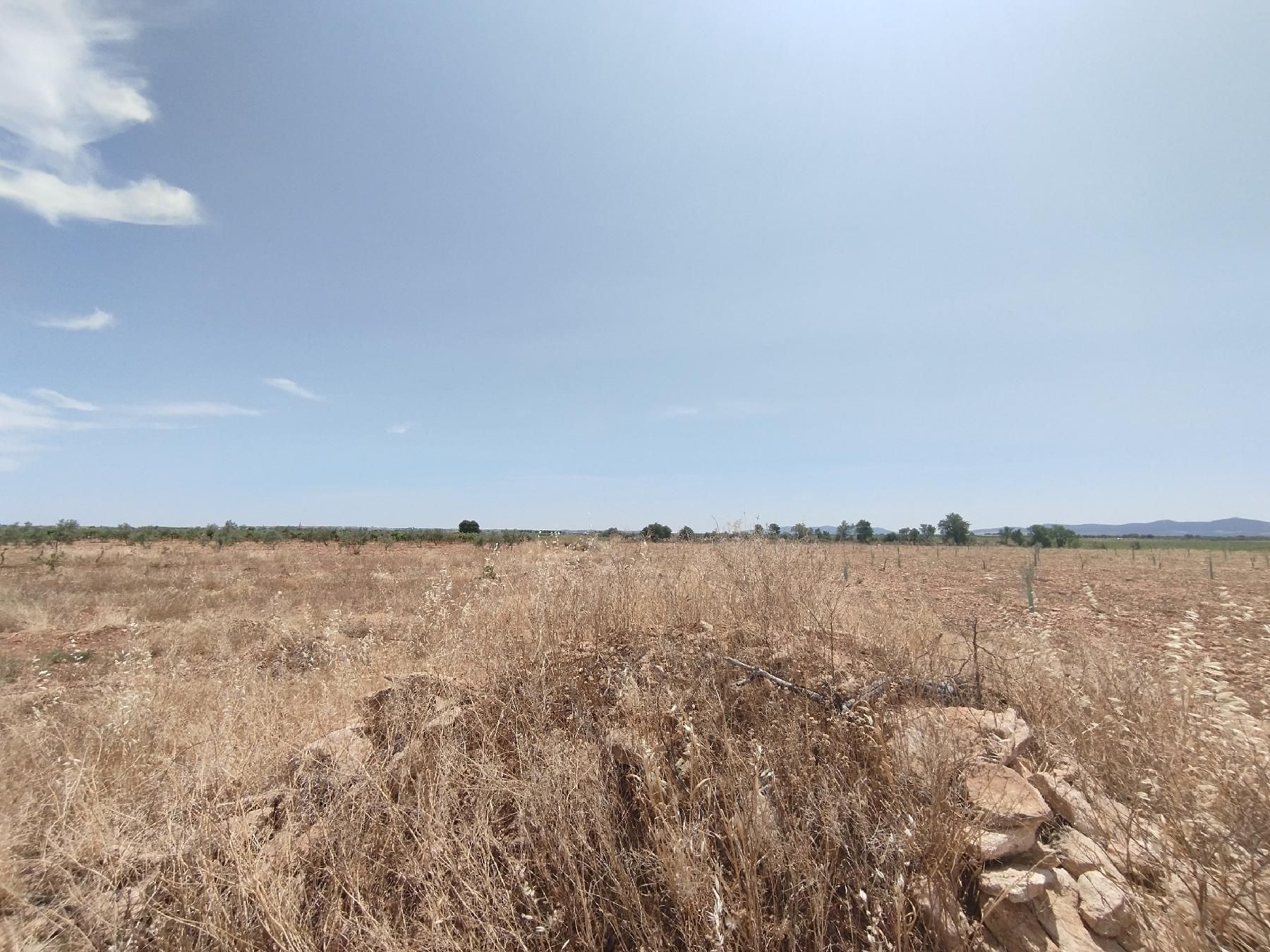 Land for sale in Membrilla