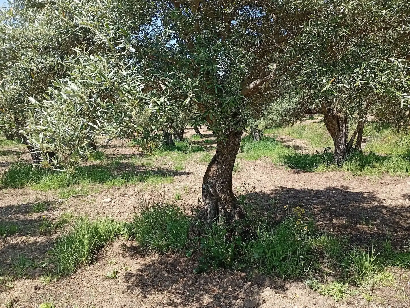 Terreni e lotti in vendita a Villanueva de la Vera, imagen 51