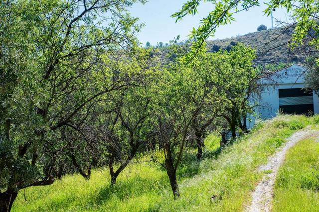 Finca rústica en Venta en Pinos Genil