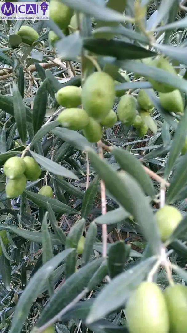 Jardí de Casa o xalet en venda en Puerto Real amb Aire condicionat, Jardí privat i Terrassa