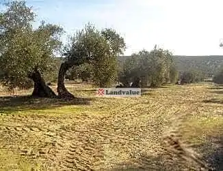 Terreni e lotti in vendita a Parcela 5 y 24 del Pol 23, 2 y 9 del Pol 22 y 87 del Pol 24, imagen 5