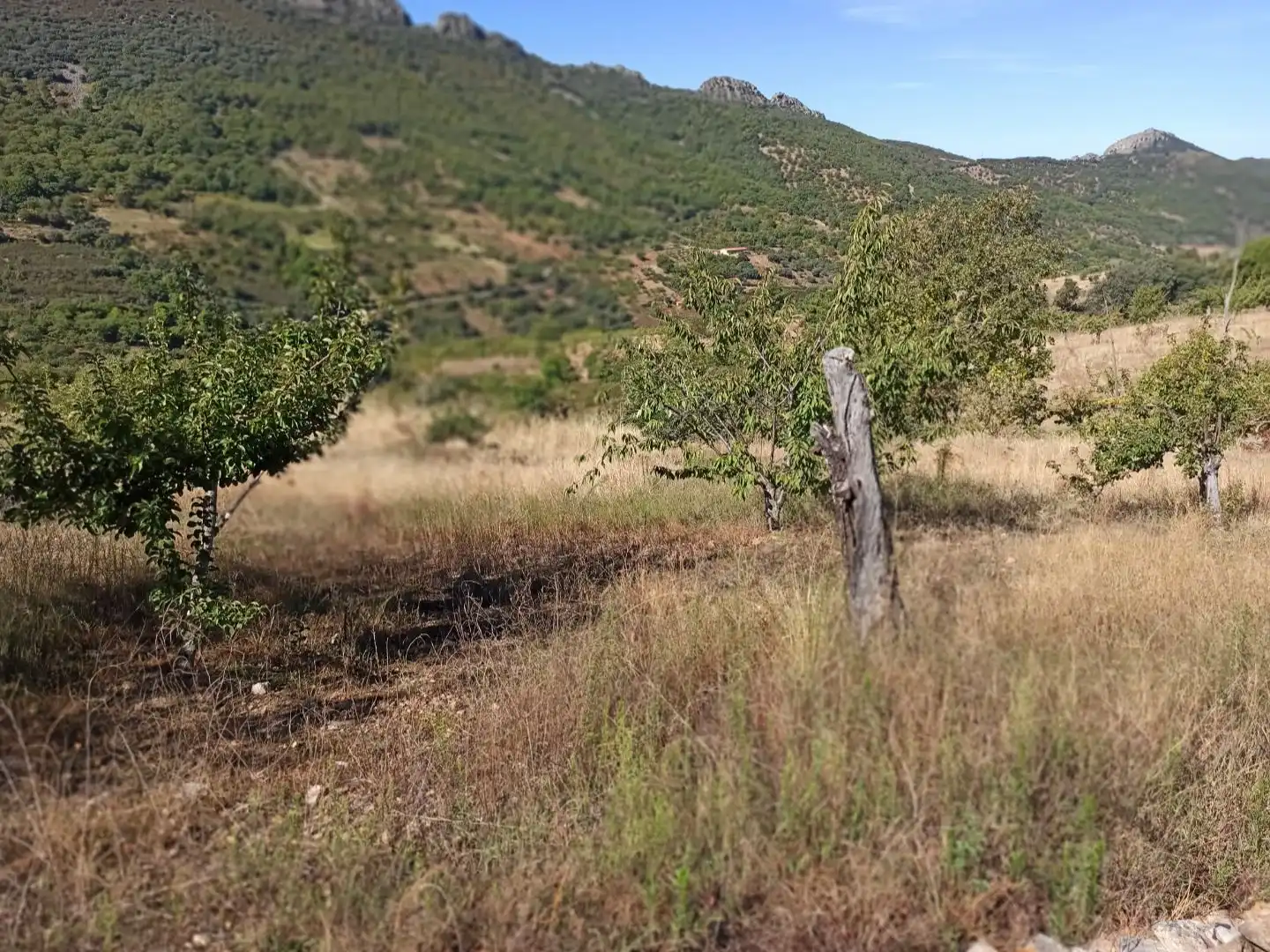 Land for sale in Navezuelas