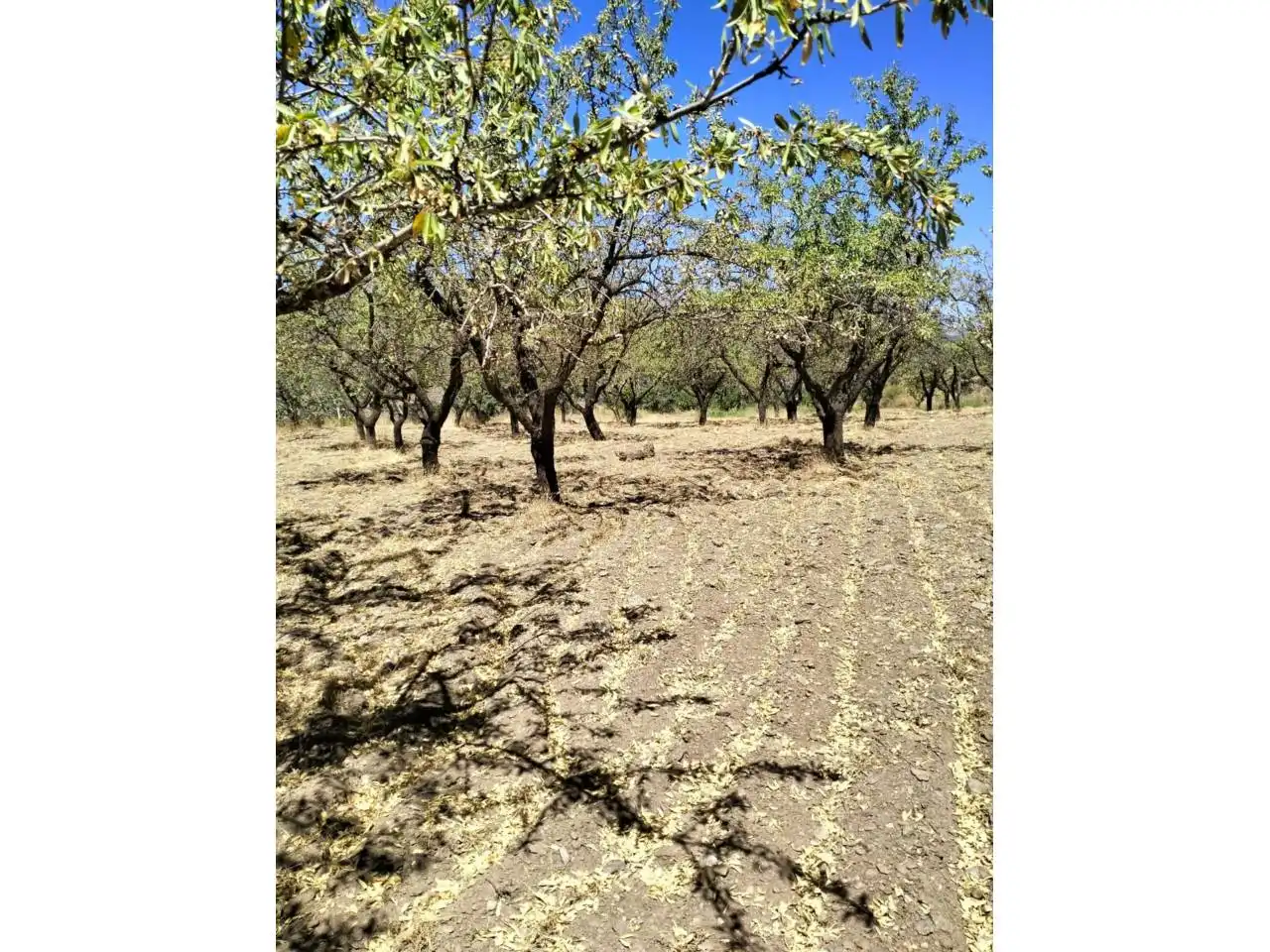 Terreny rústic en venda a Paterna del Río, imagen 8