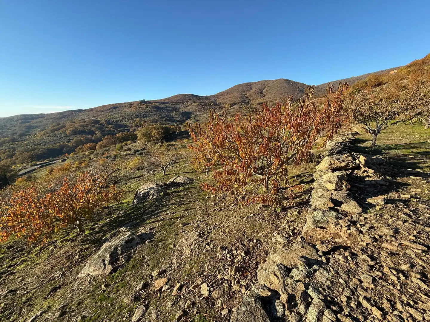 Land for sale in Arroyomolinos de la Vera