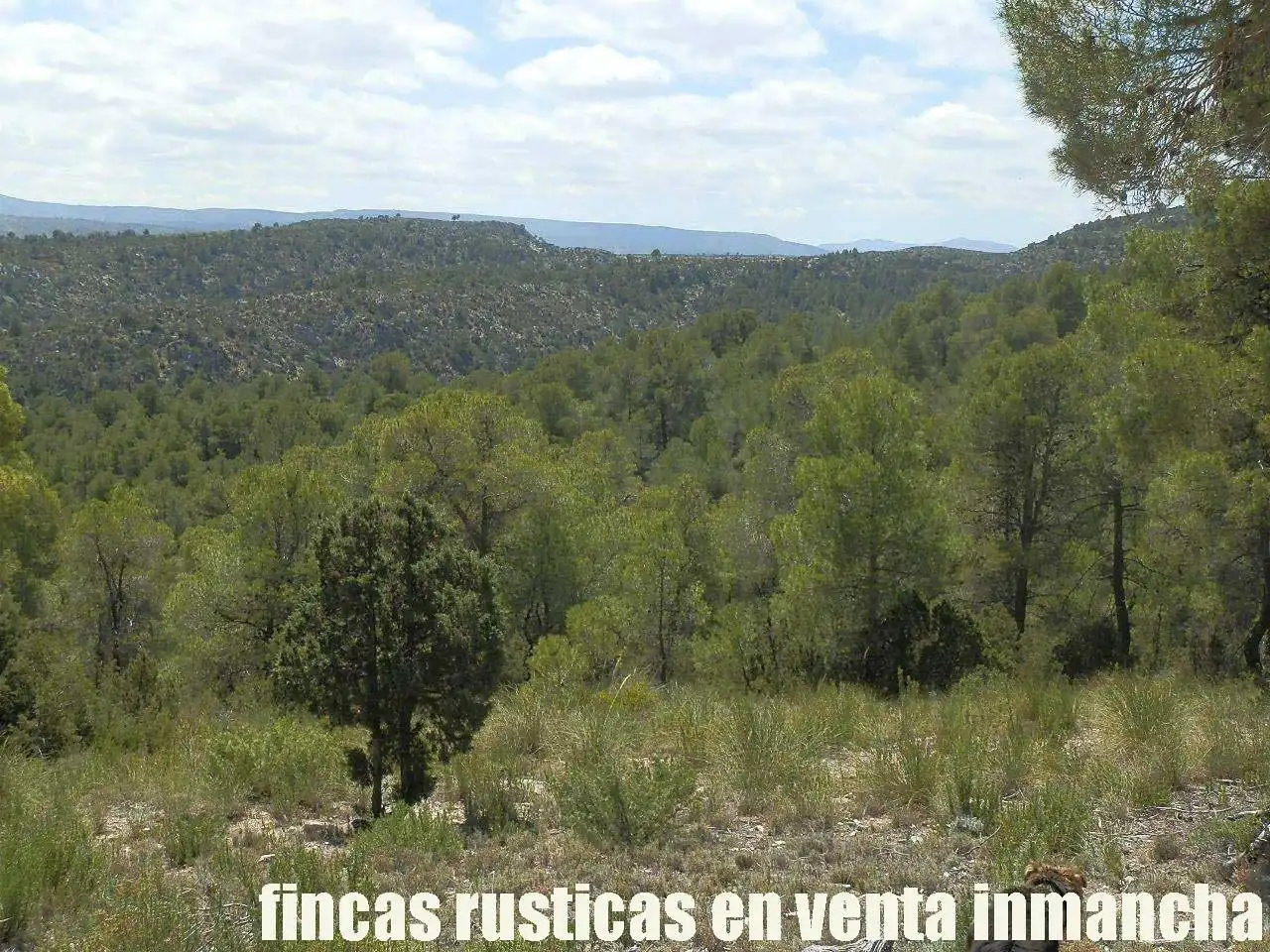 Rural land for sale in Letur, imagen 7