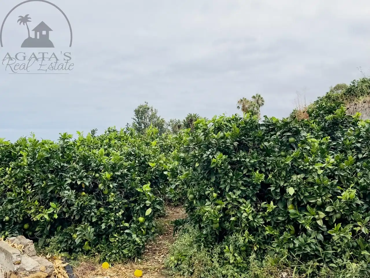 Finca rústica en venta en La Orotava con Jardín privado y Terraza