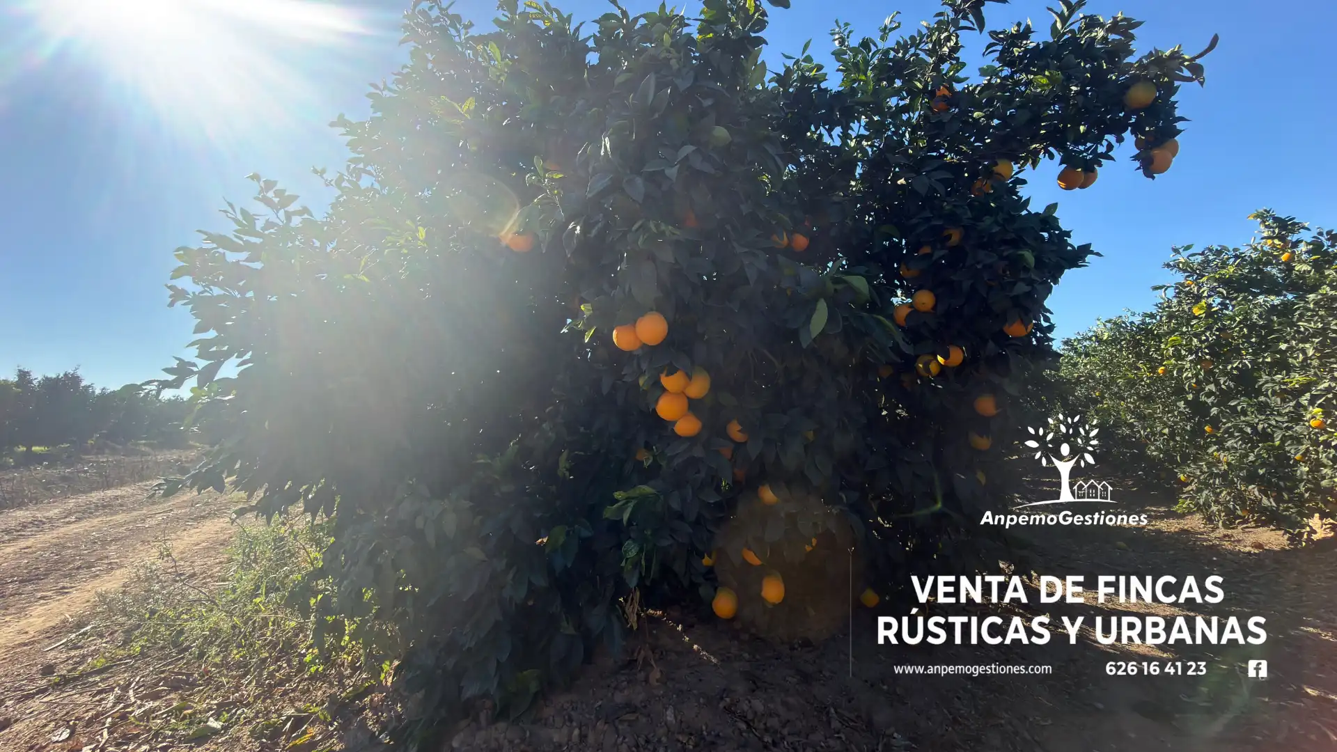 Terreno en venta en Peñaflor, Sevilla