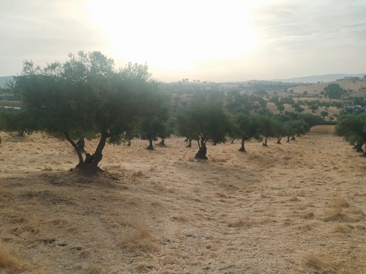 Terreni e lotti in vendita a Jerez de los Caballeros, imagen 5