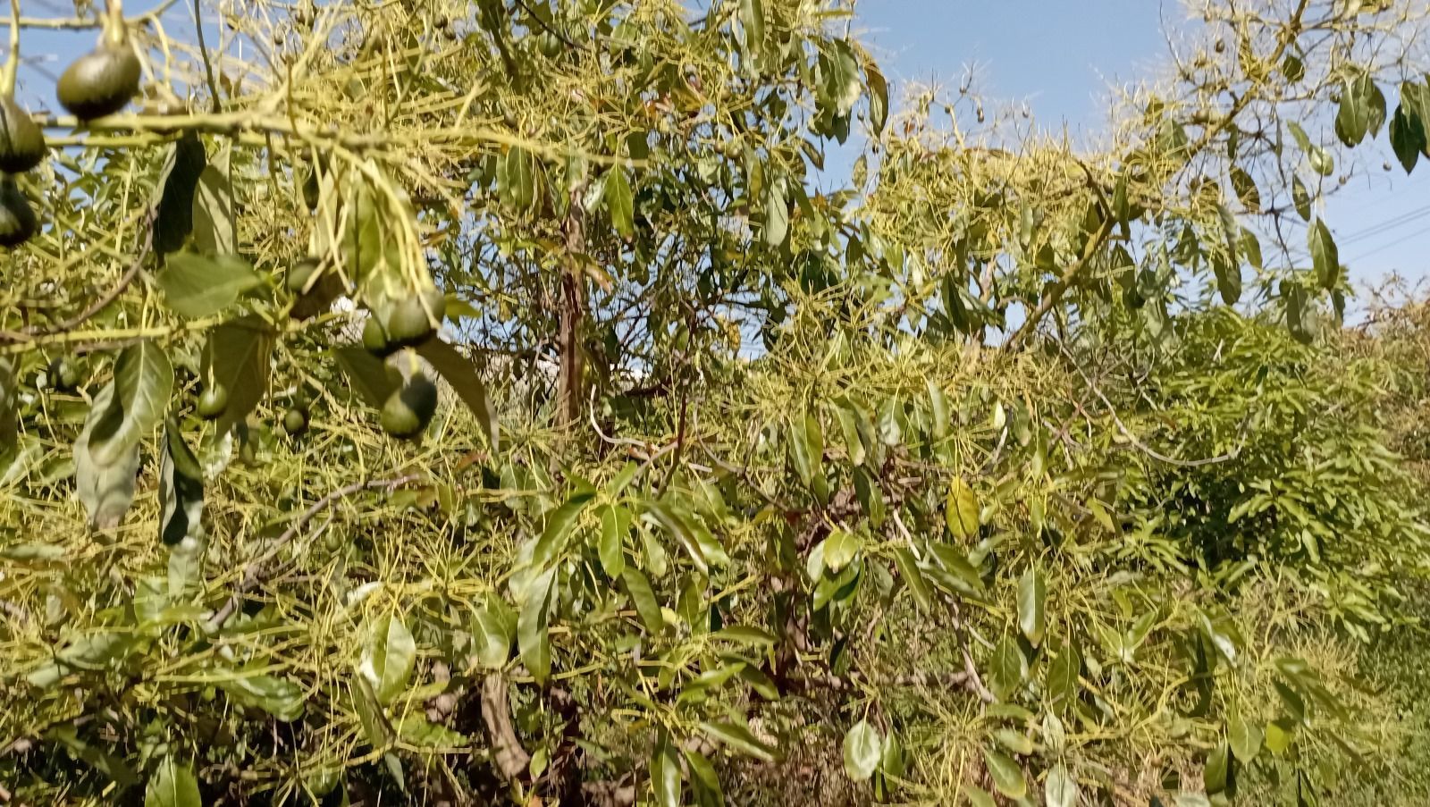 Garden of Land for sale in Vélez-Málaga