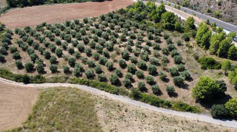 Venta de lote agrícola con 5 fincas rústicas de olivos