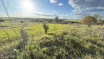 Land for sale in Gibraleón, imagen 2