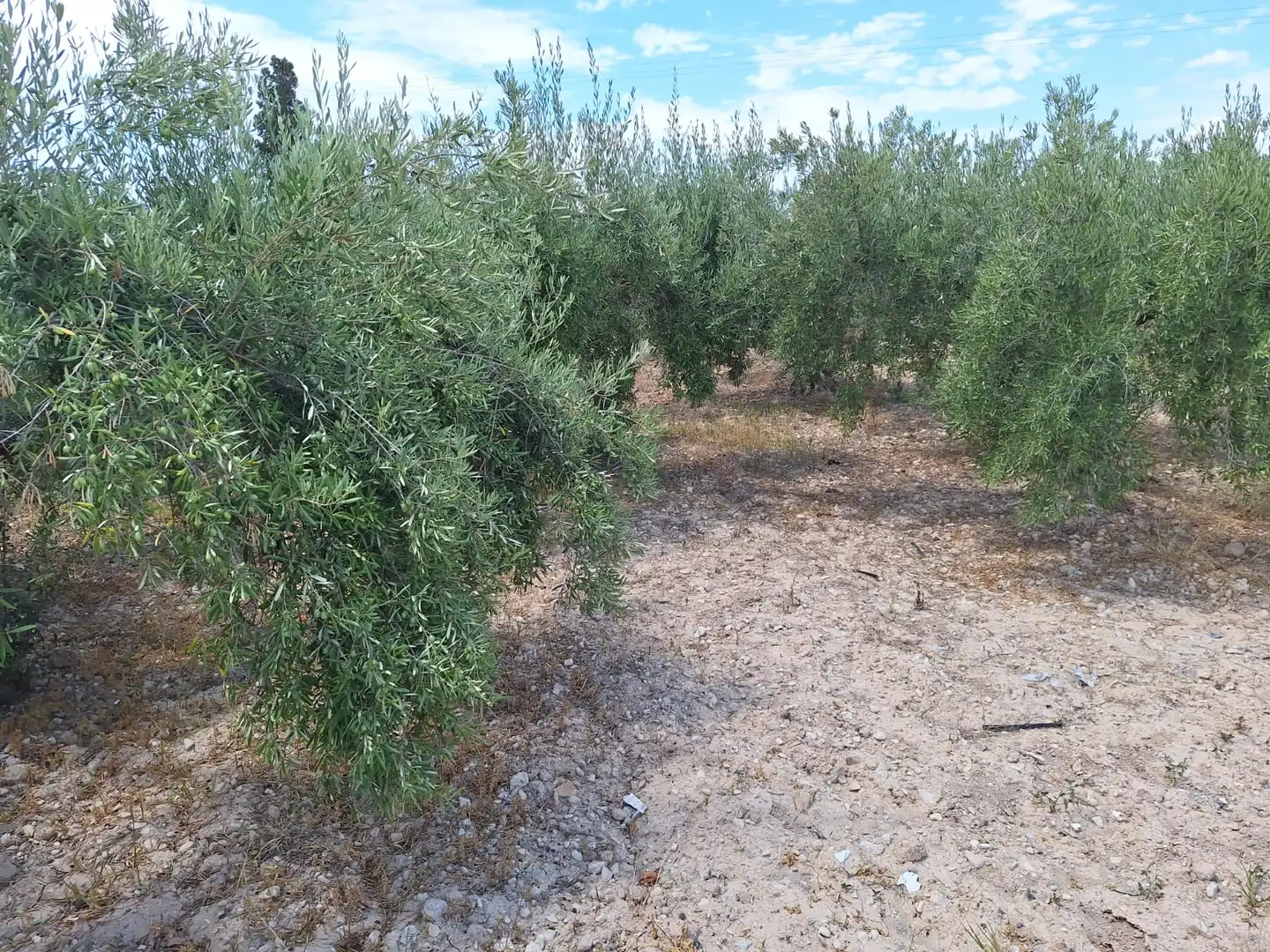 Casa o xalet en venda en Alicante / Alacant amb Jardí privat, Terrassa i Traster