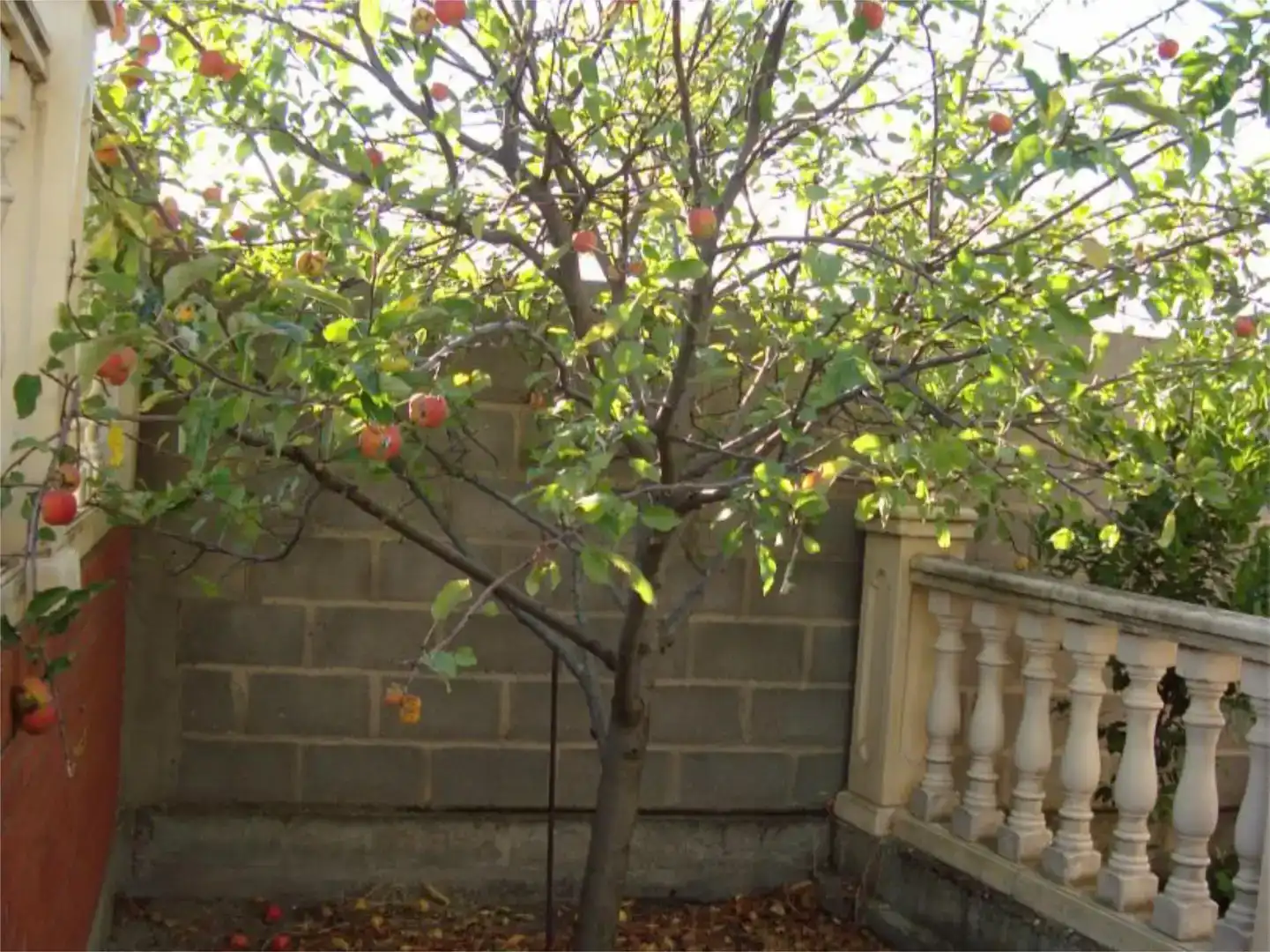 Jardí de Casa o xalet en venda en Muelas del Pan